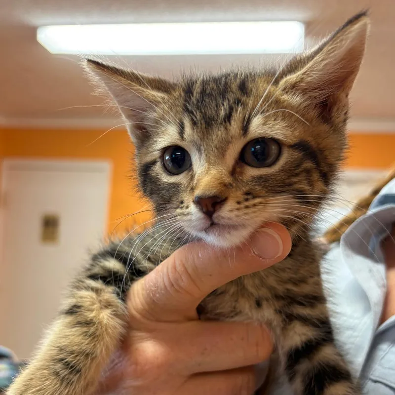 A baby medium-sized male Tabby (Brown / Chocolate) Domestic Short Hair cat named Luigi for adoption in Joshua Tree, CA