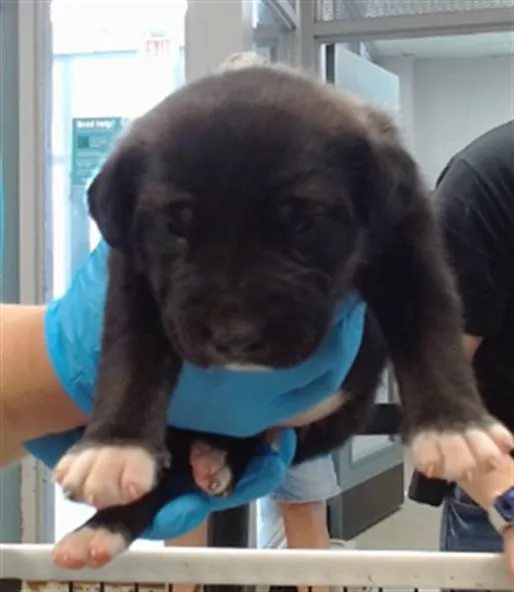 A baby small-sized male German Shepherd Dog dog named A for adoption in Oklahoma City, OK