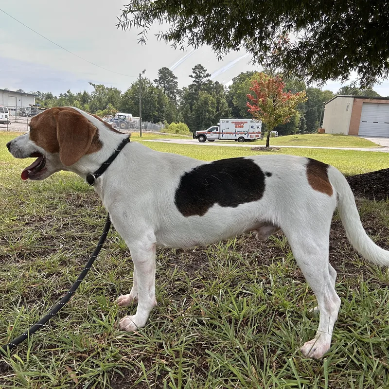 A young small-sized male Beagle dog named Banjo for adoption in Carmel, NY