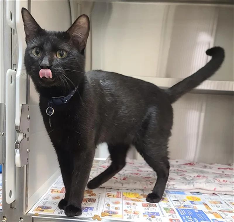 A young medium-sized male Domestic Short Hair cat named Itachi for adoption in Houston, TX