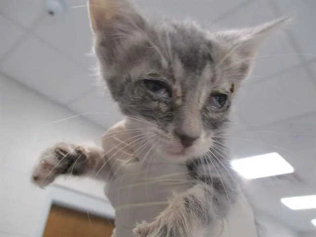 A baby small-sized female Domestic Short Hair cat named Presley for adoption in Ocala, FL