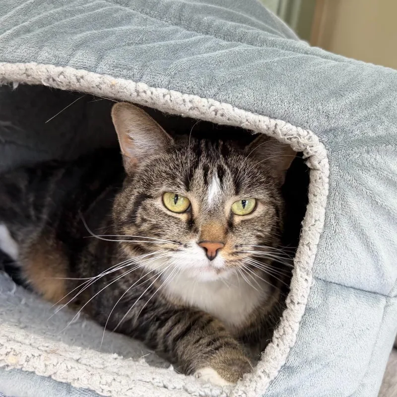 A senior large-sized female Domestic Short Hair cat named Izzy for adoption in State College, PA