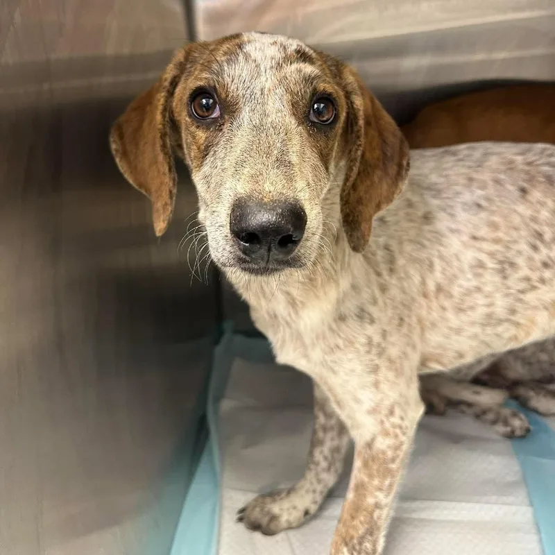 A baby medium-sized female Coonhound dog named Cynthia for adoption in Bastrop, TX
