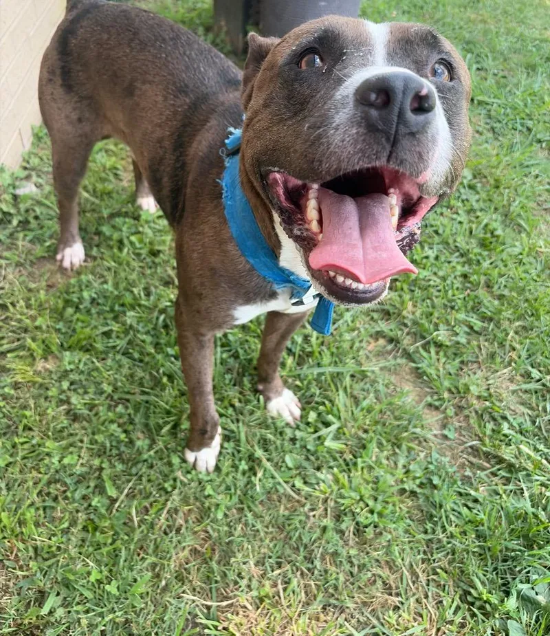 An adult large-sized male Mixed Breed dog named Smokey for adoption in Gallatin, TN