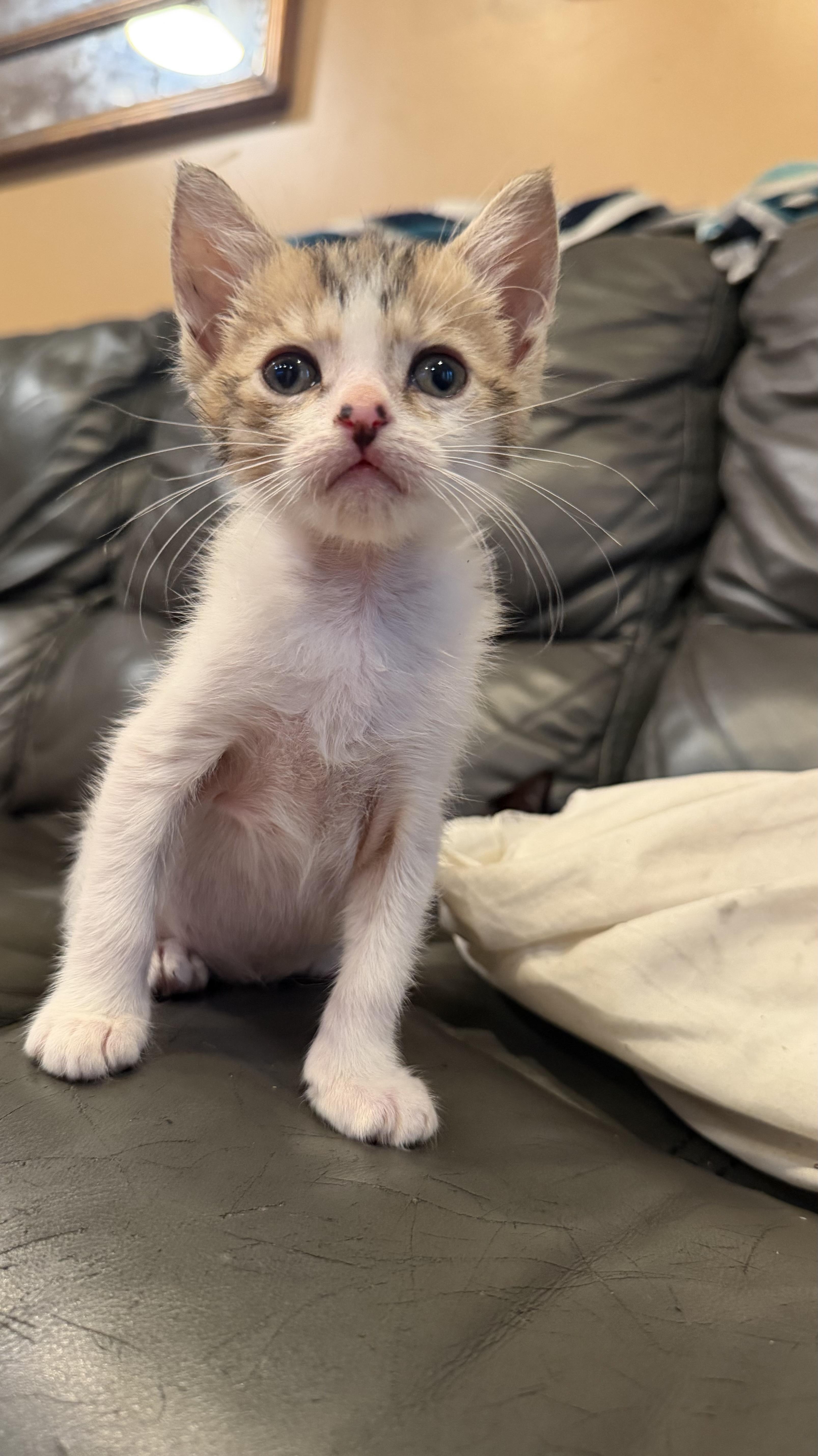 A baby small-sized female Calico Domestic Short Hair cat named Gravel for adoption in Brooklyn, NY