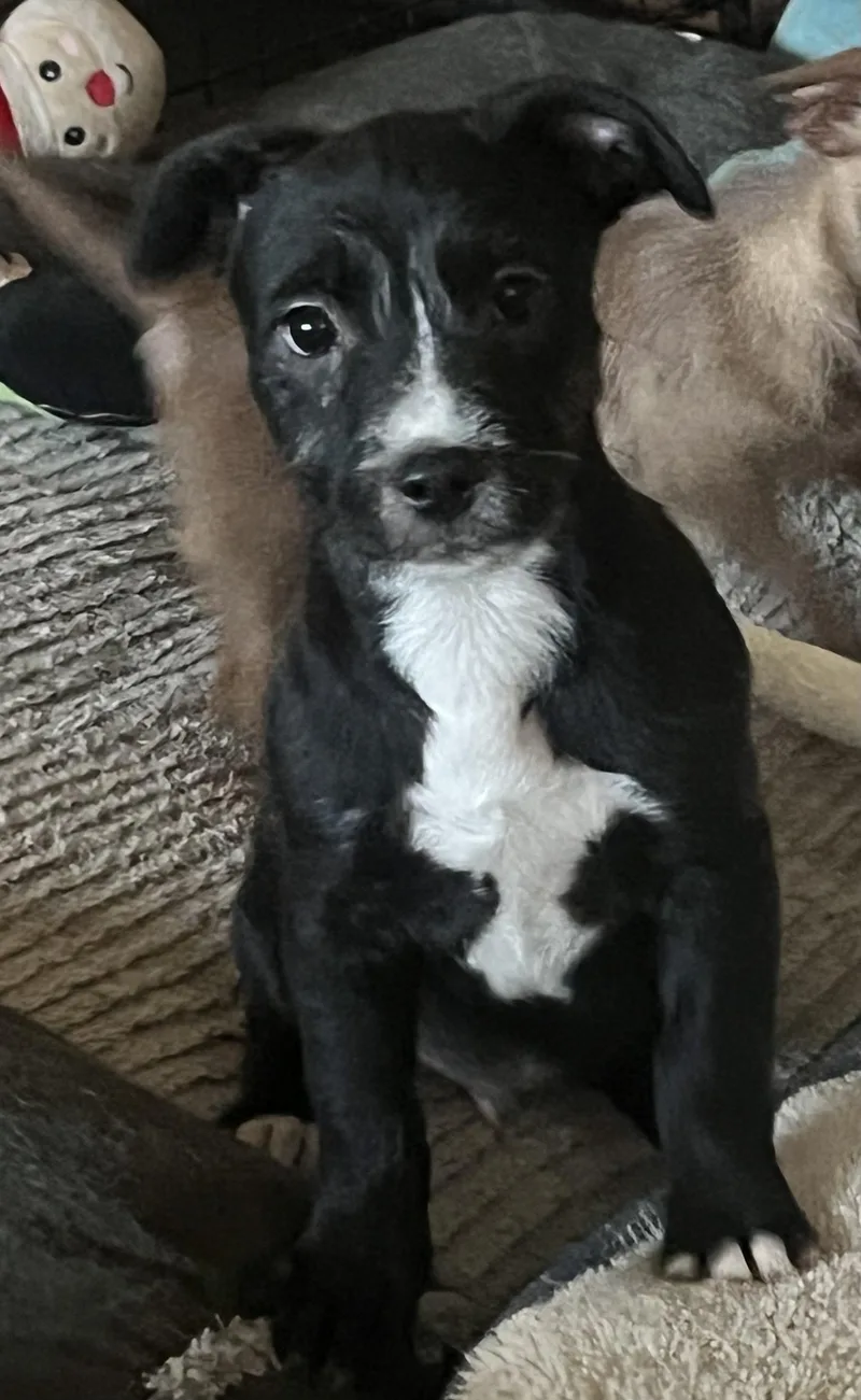 A baby small-sized male Black Wirehaired Terrier dog named Shamrock for adoption in Longmont, CO
