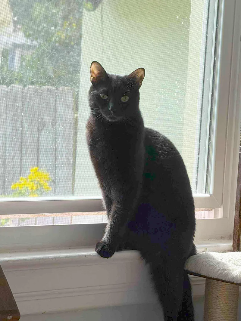 An adult medium-sized male Black Domestic Short Hair cat named Oliver =^.^= for adoption in Jacksonville, FL