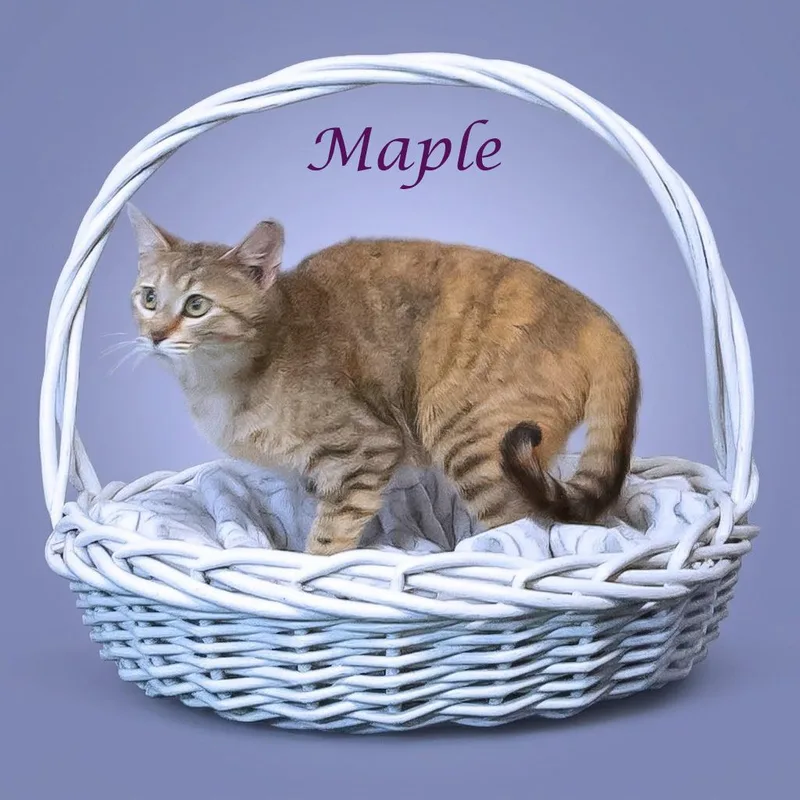 Maple C thumbnail 2