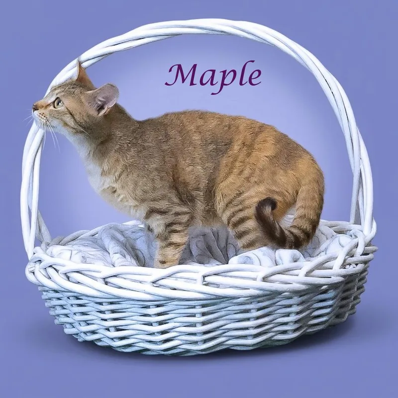 Maple C thumbnail 4
