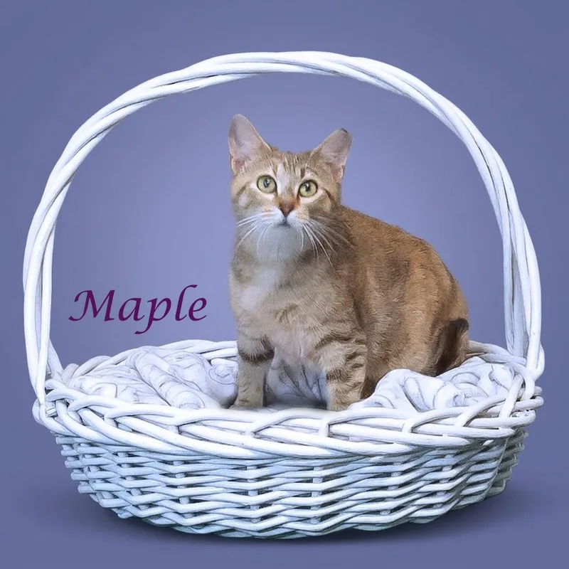 Maple C thumbnail 5