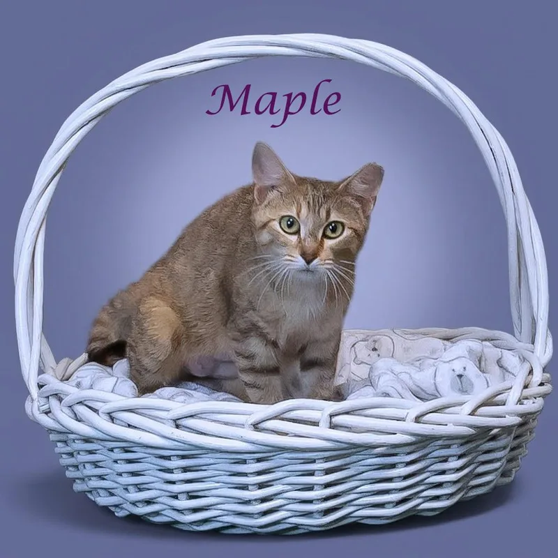 Maple C thumbnail 6