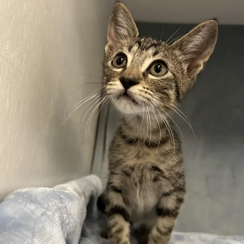 A baby small-sized male Brown / Chocolate Domestic Short Hair cat named Timba Louisiana for adoption in Denver, CO