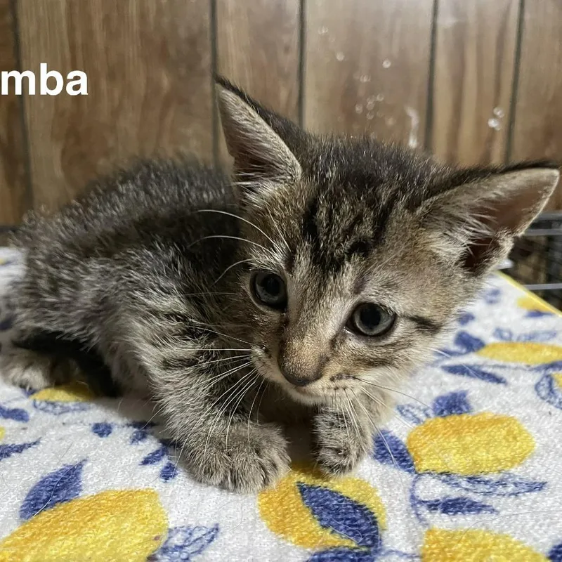 Timba Louisiana thumbnail 4