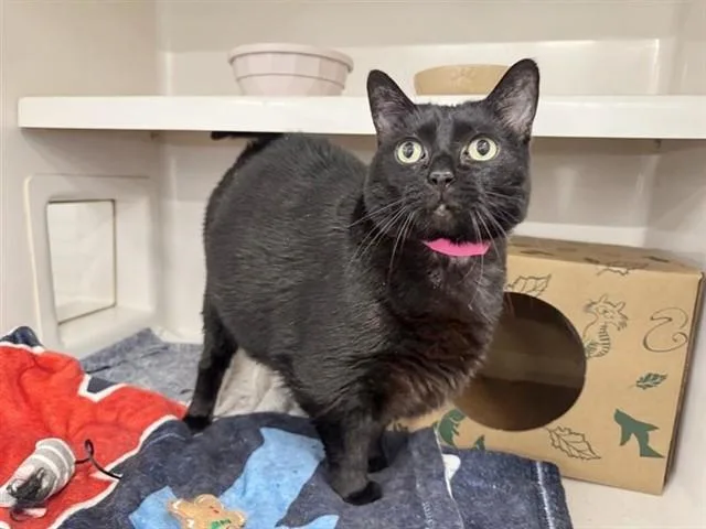 A senior small-sized female Domestic Short Hair cat named Cora for adoption in Saint Louis, MO