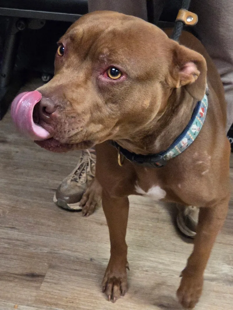 A young medium-sized female Brown / Chocolate Pit Bull Terrier dog named Coco for adoption in McKeesport, PA