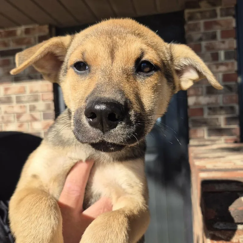 A baby small-sized male Shepherd dog named Leon for adoption in Crystal, MN
