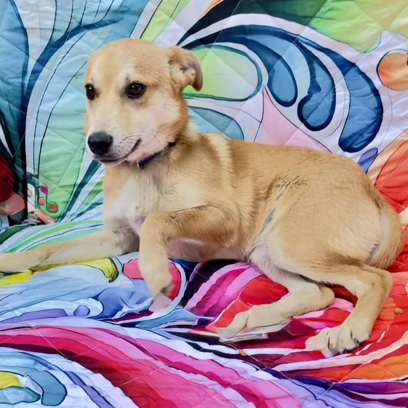 A young medium-sized female Yellow / Tan / Blond / Fawn Beagle dog named Dutches for adoption in Franklin, NC