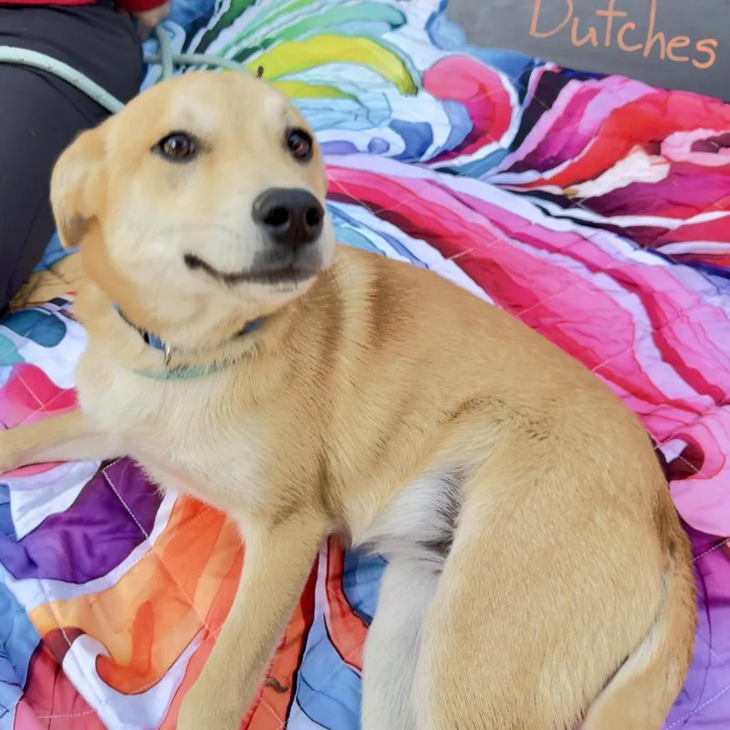 Dutches thumbnail 5