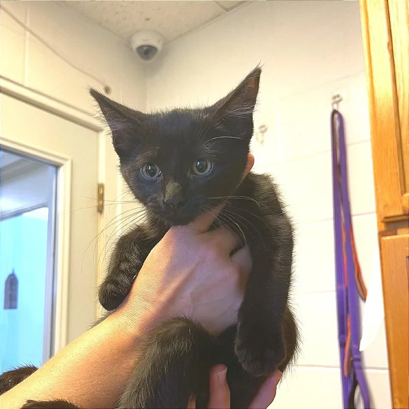 A young small-sized male Black Domestic Short Hair cat named Brutus for adoption in Albert Lea, MN