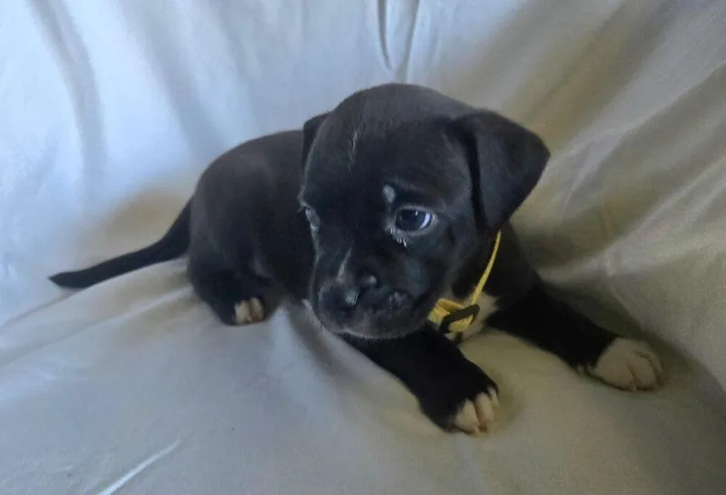A baby small-sized female Tricolor (Brown, Black, & White) American Bulldog dog named Brie  Mozzarella for adoption in Lakeland, FL