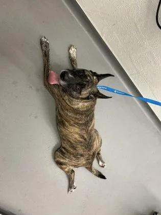 An adult large-sized male Mixed Breed dog named Simba for adoption in Seattle, WA