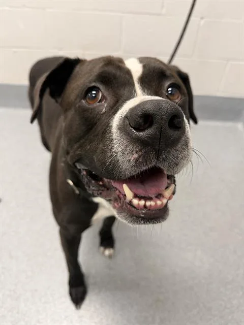 An adult medium-sized male Pit Bull Terrier dog named Mojinator for adoption in Indianapolis, IN