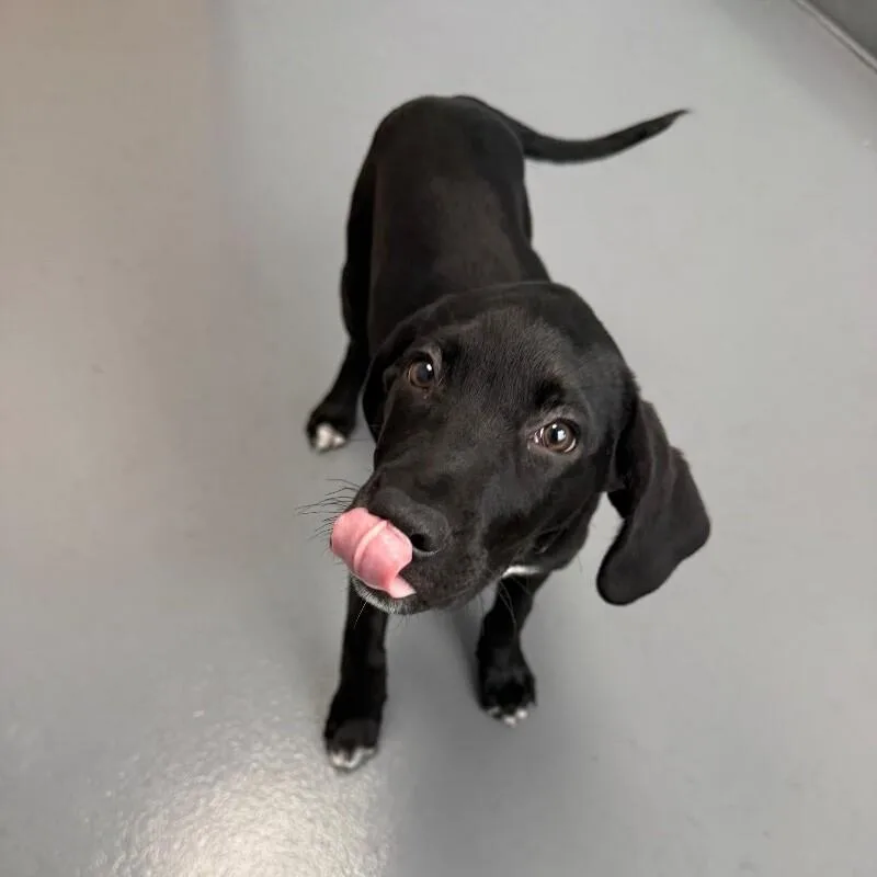 A young medium-sized male Black Labrador Retriever dog named Eddie for adoption in Roanoke, VA