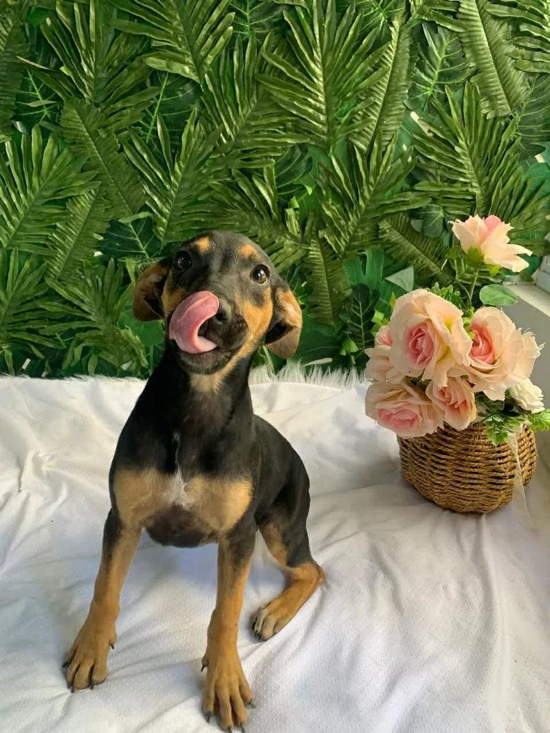 A baby medium-sized male Bicolor Whippet dog named Tashi for adoption in Richmond, VA
