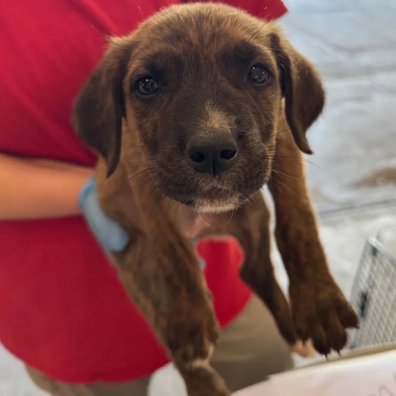A baby small-sized female Brindle Shepherd dog named Harper for adoption in Birmingham, AL