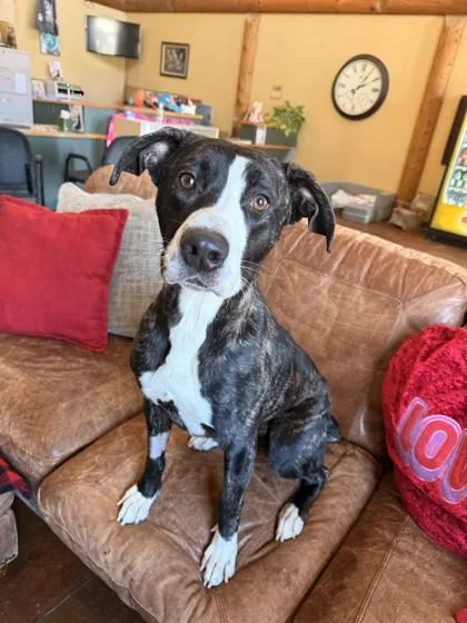 Cindy Lou thumbnail 2