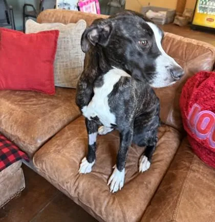 Cindy Lou thumbnail 3