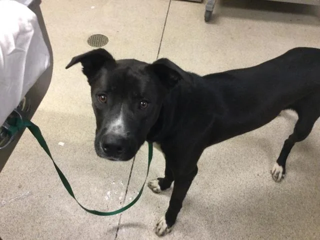 A young large-sized male Pit Bull Terrier dog named Ekko Dup for adoption in Riverside, CA