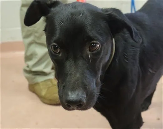 A young large-sized female Mixed Breed dog named Mary for adoption in Columbia, SC