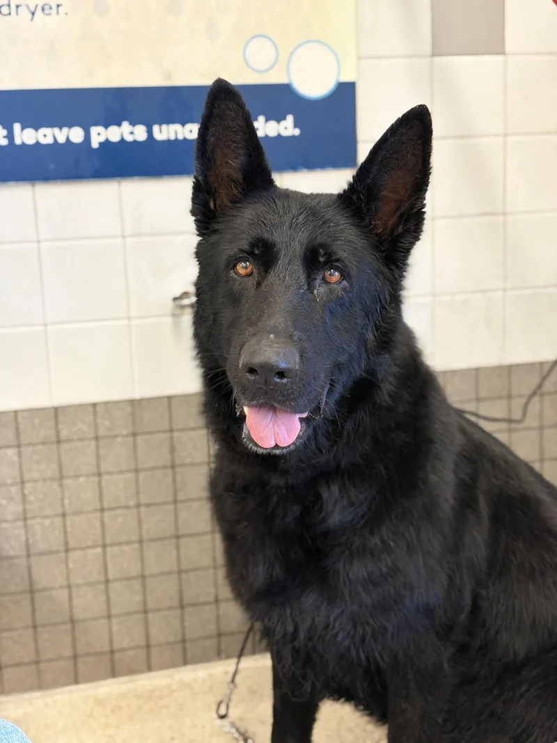 An adult large-sized female German Shepherd Dog dog named Twilight for adoption in Discovery Bay, CA
