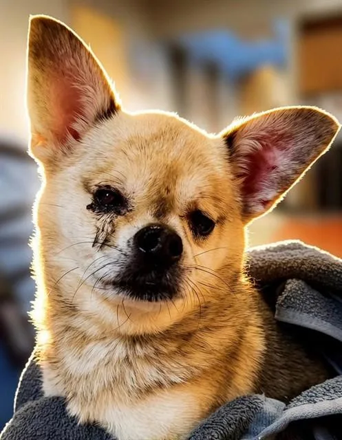 Pedro