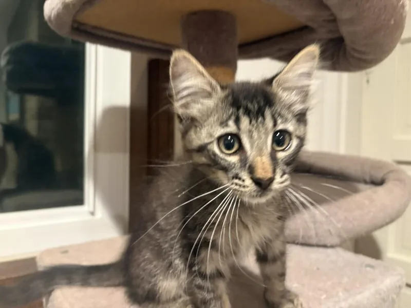 A baby small-sized male Domestic Short Hair cat named McCoy for adoption in Aurora, CO