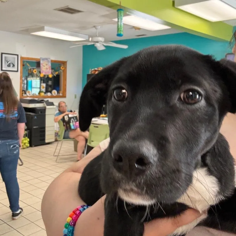 A baby medium-sized female Black Mixed Breed dog named Laney for adoption in Charleston, WV