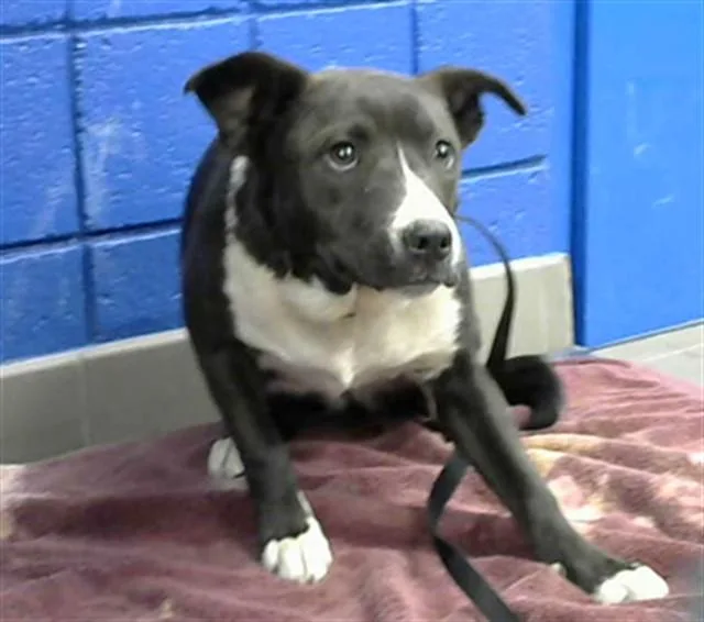 A young medium-sized female Pit Bull Terrier dog named Betsy for adoption in Albuquerque, NM