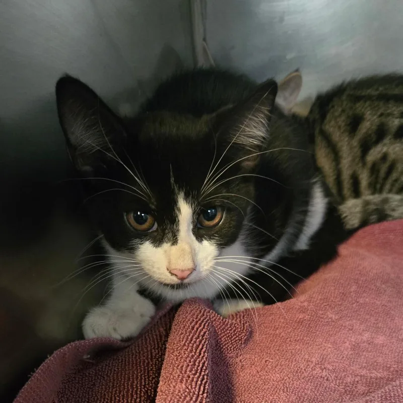 A baby small-sized female Domestic Short Hair cat named Won for adoption in San Jacinto, CA