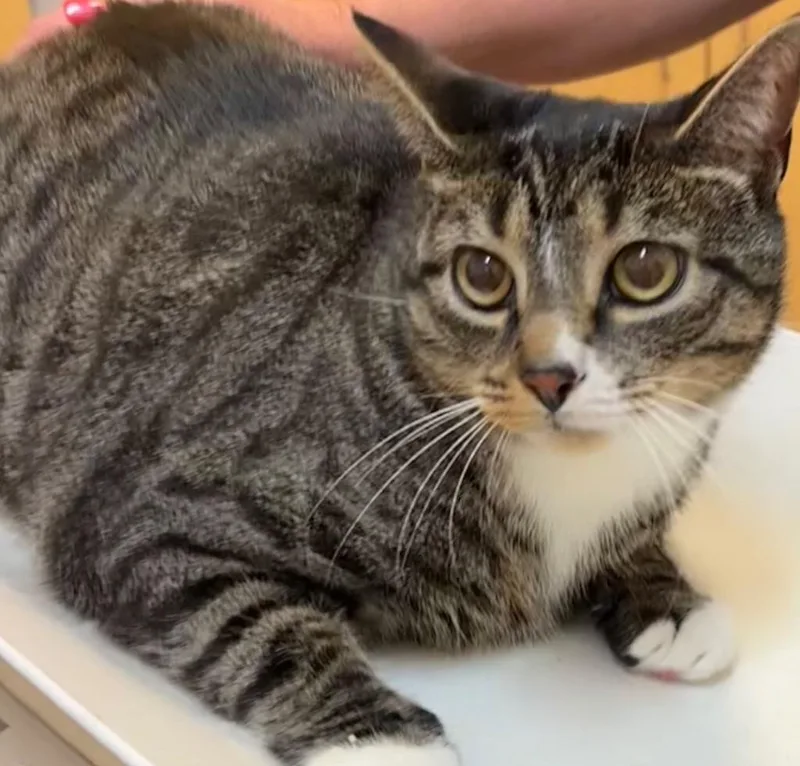 A young large-sized male Domestic Short Hair cat named Buddy for adoption in Elizabethton, TN
