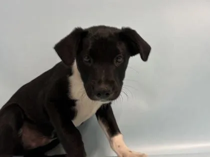 A baby small-sized male Labrador Retriever dog named Apple Cobbler for adoption in Golden Valley, MN