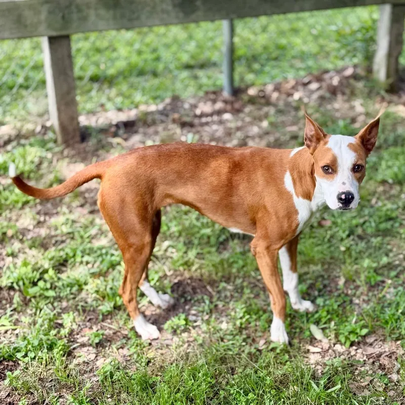 An adult medium-sized female Mixed Breed dog named Drama for adoption in Milton, FL
