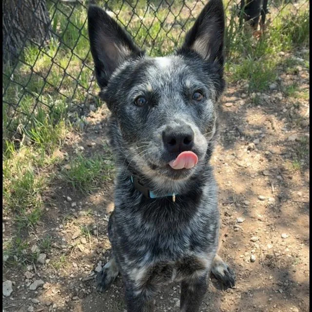 A young medium-sized female Australian Cattle Dog / Blue Heeler dog named Blue for adoption in San Antonio, TX