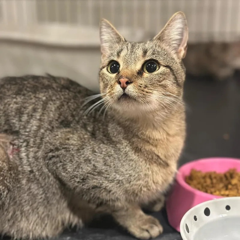 Cleopurrtra thumbnail 2