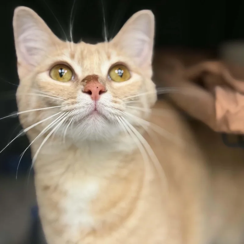 A young medium-sized female Tabby (Buff / Tan / Fawn) Domestic Short Hair cat named Goop for adoption in Martinsville, IN
