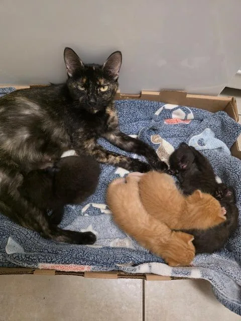 A baby small-sized female Domestic Short Hair cat named Igneous Rock for adoption in Auburn, IN