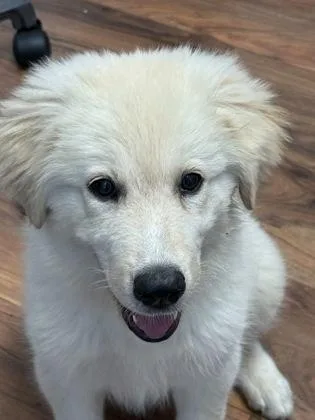 A young large-sized female Great Pyrenees dog named Abiline for adoption in Lawrenceville, GA