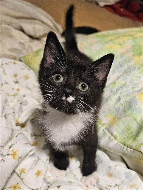 A baby medium-sized female Black & White / Tuxedo Domestic Short Hair cat named Swiss Roll for adoption in Clyde, NC