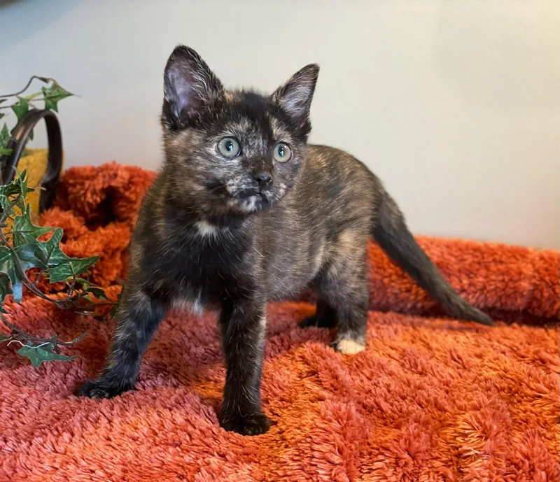 A baby medium-sized female Tortoiseshell cat named Andarna for adoption in Taylor, MI
