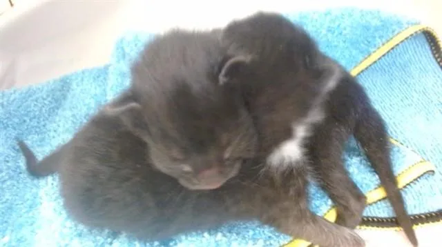 A baby small-sized male Domestic Short Hair cat named Ori for adoption in Miami, FL